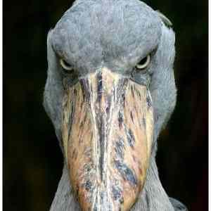 Obrázek '-A real angry bird-      22.10.2012'