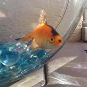 Obrázek '-Adolf&nbsp;Fishler-&nbsp;&nbsp;&nbsp;&nbsp;&nbsp;&nbsp;07.09.2012'