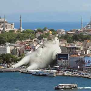 Obrázek '-Catzilla-'