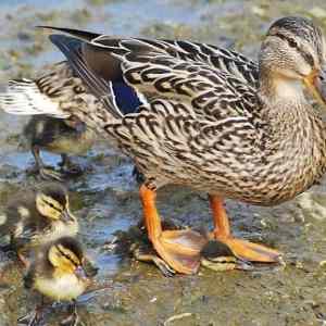 Obrázek '-Ducks are great mothers-      24.09.2012'
