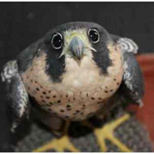 Obrázek '-Falcon Version of Puppy Dog Eyes-      28.09.2012'