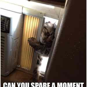 Obrázek '-Jehovahs Witness cat-      08.10.2012'
