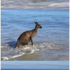 Obrázek '-Kangaroo sets off on a voyage-      27.10.2012'