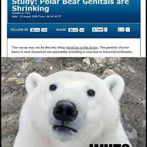 Obrázek '-Polar bears-      09.12.2012'