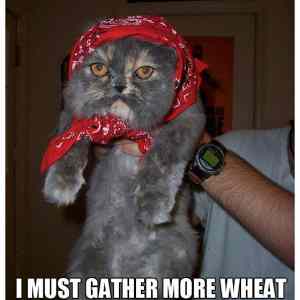 Obrázek '-Soviet cat is not amused-      27.09.2012'