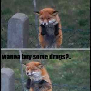 Obrázek '-Wanna buy some drugs-      14.12.2012'