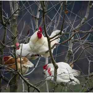 Obrázek '-Wild Birds-      29.11.2012'