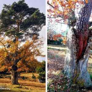 Obrázek '- 150leta borovice uvnitr dubu -'