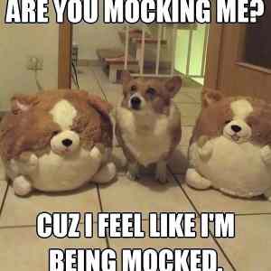 Obrázek '- Are you mocking me -      01.02.2013'