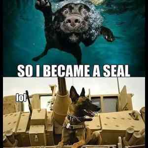 Obrázek '- Became a seal -      28.04.2013'