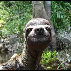 Obrázek '- Best sloth picture -      18.02.2013'