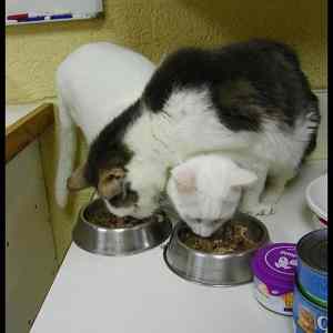 Obrázek '- Catfun -      05.03.2013'