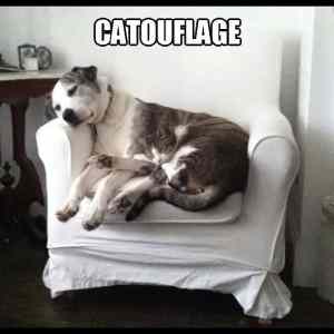Obrázek '- Catoutflage -      15.02.2013'