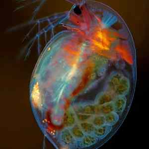 Obrázek '- Daphnia magna -'