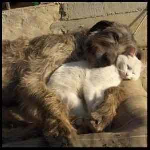 Obrázek '- Dog and Cat -      28.02.2013'