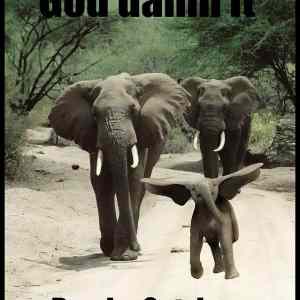 Obrázek '- Dumbo the flying elephant -      27.02.2013'