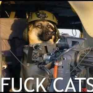 Obrázek '- Every time I see a cat post -      22.12.2012'