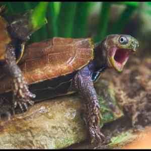 Obrázek '-&nbsp;Franklin&nbsp;getting&nbsp;some&nbsp;action&nbsp;-&nbsp;&nbsp;&nbsp;&nbsp;&nbsp;&nbsp;13.07.2013'