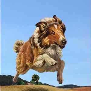 Obrázek '- Go get help - Lassie -      01.02.2013'