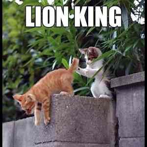 Obrázek '- Lion King -      26.04.2013'