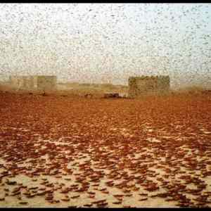 Obrázek '- Locust Invasion -      08.03.2013'