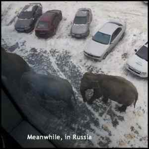 Obrázek '- Meanwhile in Russia -      31.01.2013'