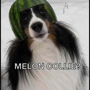 Obrázek '- Melon Collie -      27.01.2013'