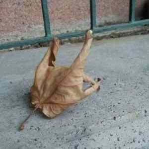 Obrázek '- Metal leaf -'