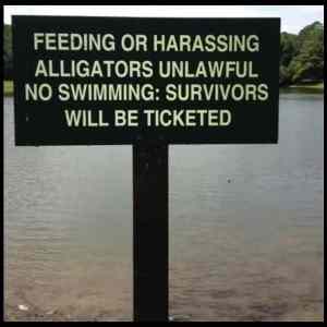 Obrázek '- No Swimming With Alligators -      12.06.2013'