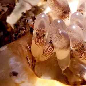 Obrázek '- Octopus eggs -'
