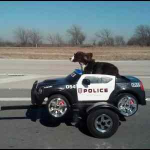 Obrázek '- Police -      21.01.2013'