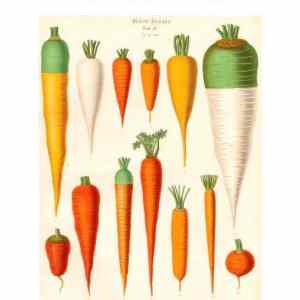 Obrázek '-&nbsp;Punks&nbsp;not&nbsp;carrot&nbsp;-'