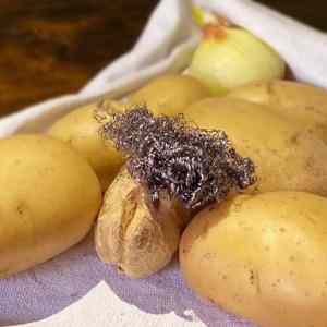 Obrázek '- Puvod sveta - bramborova variace -'