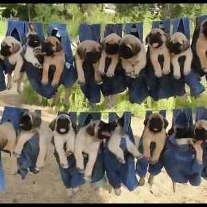 Obrázek '-&nbsp;Siesta&nbsp;-&nbsp;&nbsp;&nbsp;&nbsp;&nbsp;&nbsp;04.02.2013'