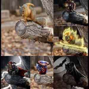 Obrázek '- Squirrel -      23.05.2013'