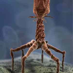 Obrázek '- T4 bacteriofag -'