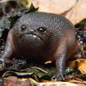 Obrázek '- The grumpy Black Rain Frog -'