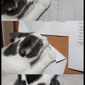 Obrázek '- This cat -      06.03.2013'