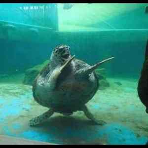 Obrázek '- Turtledance -      20.03.2013'