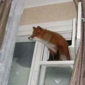 Obrázek '- fire-fox in windows -'