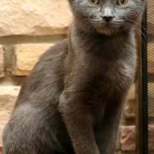 Obrázek '- yoda-cat-with-four-ears -'