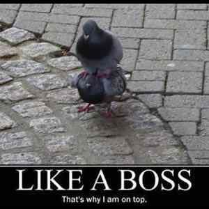 Obrázek '-like a boss-'