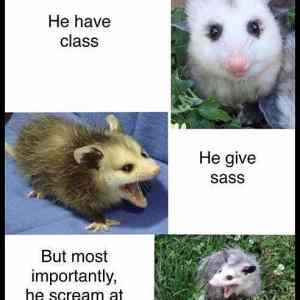Obrázek '. . . ass'