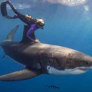 Obrázek '100 milionu rocne jich padne za objet kapitalistum'