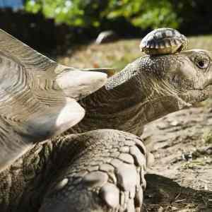 Obrázek '140 year old mom with her 5 day old son'