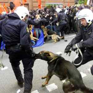 Obrázek '29policedogbitescop'