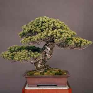 Obrázek '550 years old bonsai'