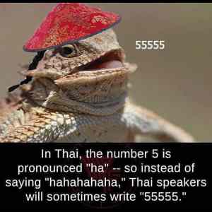 Obrázek '55555'