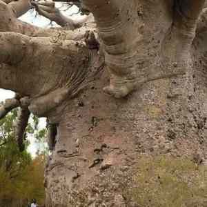 Obrázek '6000 year old tree'
