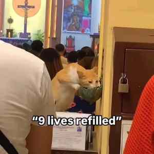 Obrázek '9&nbsp;lives&nbsp;refiled'